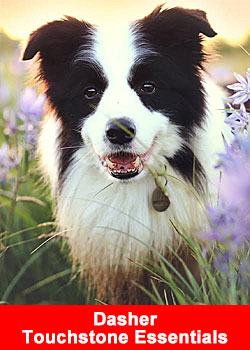 Dasher the Border Collie Becomes Touchstone Essentials’  First Four-Legged Global Brand Ambassador