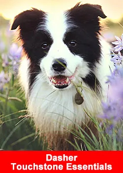 Dasher the Border Collie Becomes Touchstone Essentials’  First Four-Legged Global Brand Ambassador