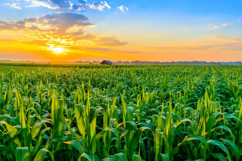 corn-field-leadership-growth-network-marketing