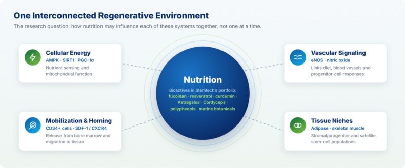 Stemtech research diagram connecting nutrition, cellular energy, vascular signaling and stem-cell niches