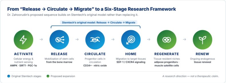 Stemtech six-stage stem cell research framework showing Activate, Release, Circulate, Home, Regenerate and Renew