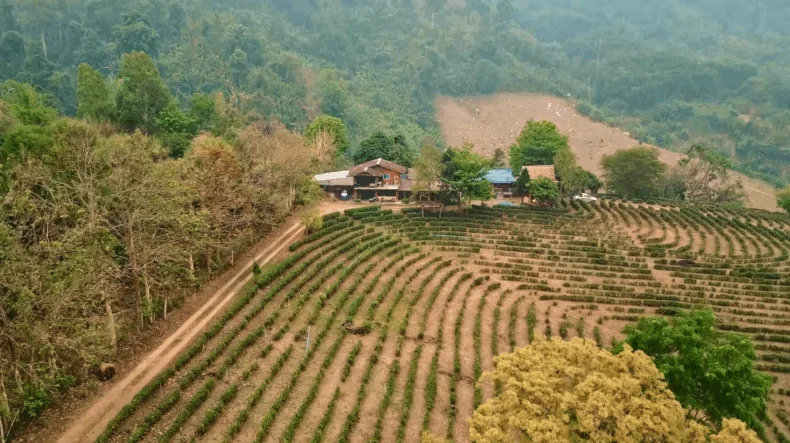 Aerial view of the THREE Medicinal Plant Research Farm in Thailand